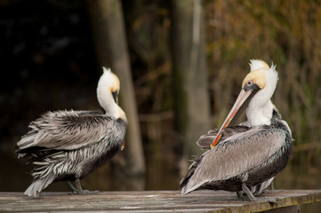 Pelicans 