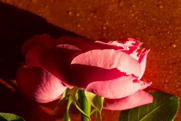 Beautiful gold photograph of a flower of roses against the background of drops of water during sunset