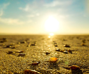 shells on the sand of the beach with sun in the background