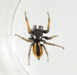 Spider wolf on a white background