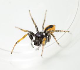 Spider wolf on a white background