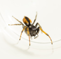 Spider wolf on a white background