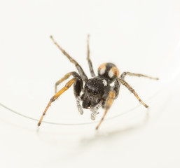 Spider wolf on a white background