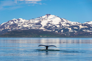 Whale tail submerging in Icelandic fjord © Luis GA