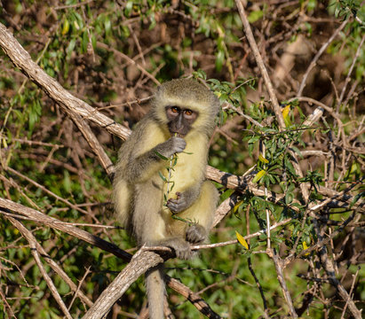 Vervet Monkey Eating