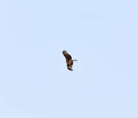 Falcon in flight over natural blue sky background