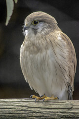 nankeen Australian kestrel