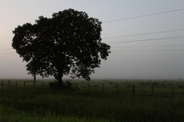 Árvore em meio à neblina