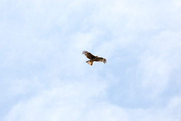 Falcon in flight over natural blue sky background