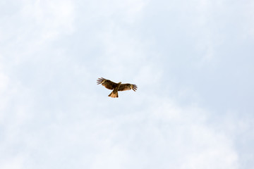 Falcon in flight over natural blue sky background