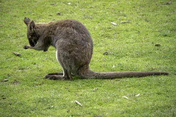 Crédence de cuisine en verre imprimé Kangourou red necked wallaby