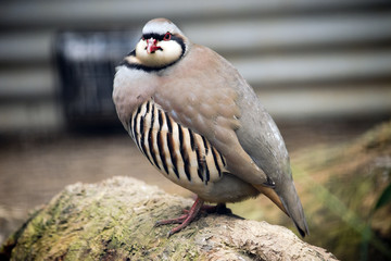 red legged partridge