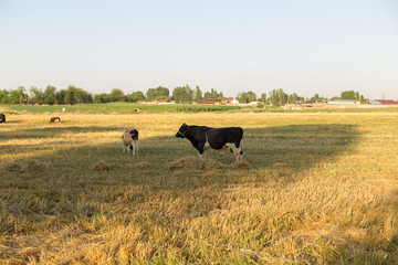 cattle in the field