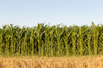 harvest, corn fields