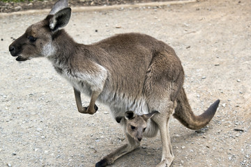 eastern grey kangaroo and joey