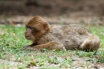 portrait of young macaque in the forest