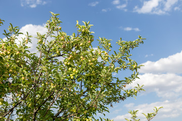 ripe apples hanging on branch