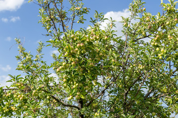 ripe apples hanging on branch