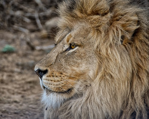 Male Lion