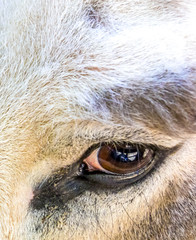 Close up shot of a Donkey eye