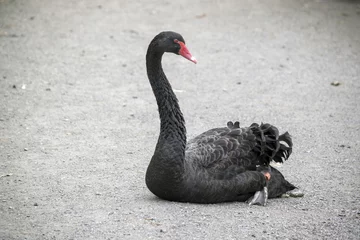 Photo sur Plexiglas Cygne black swan