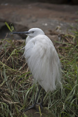 little egret
