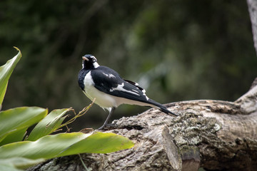 murray magpie