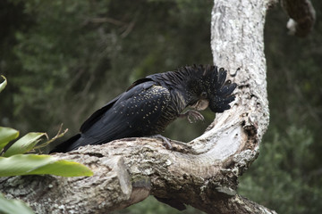red tailed black cockatoo