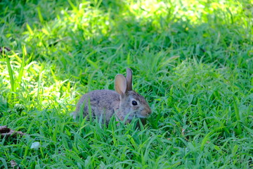 Rabbit