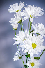 Group of white Daisies on a blue background