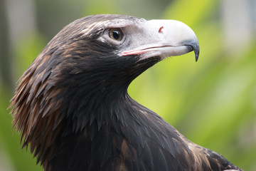 wedge tailed eagle