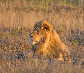Obraz na płótnie Canvas Male Lion At Sunrise