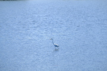Egret