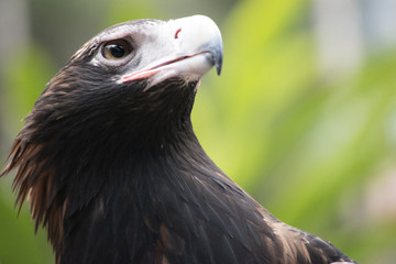 wedge tailed eagle