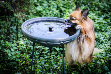 Pomeranian 4