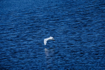 Great egret