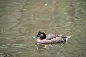white eyed duck