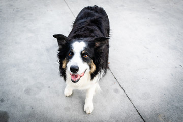 Aussie