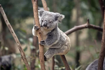 Afwasbaar Fotobehang Koala joey koala