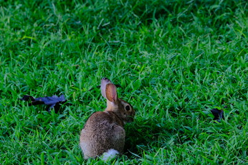 Rabbit
