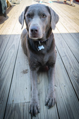 Grey Lab