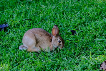 Rabbit