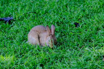 Rabbit