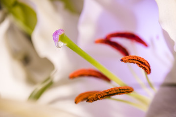 Lilies, macro closeup nectar drop. (c)Bob Bingham Photo © Bob Bingham