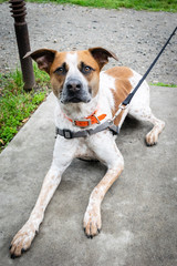 Mixed Breed 2