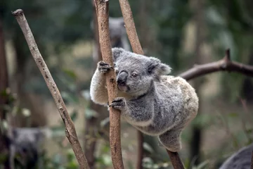 Crédence de cuisine en verre imprimé Koala Joey Koala