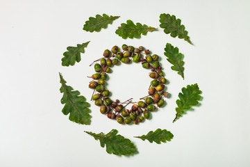 Natural composition: isolated acorns and oak leaves form creative circle shape. Top view. Flat lay.