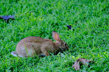 Rabbit