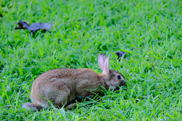 Rabbit