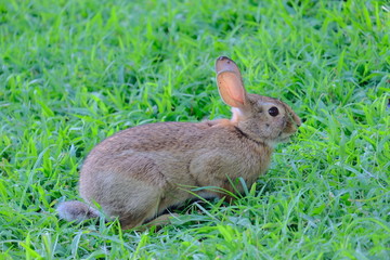 Rabbit